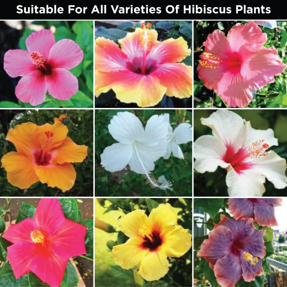 Hibiscus Flower Booster