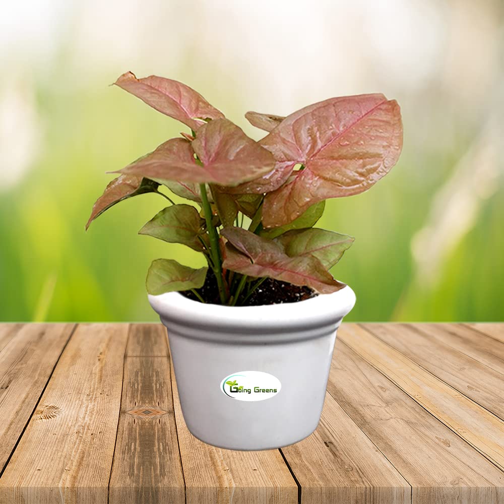 Ceramic Pot for Succulents & Cactus (White)