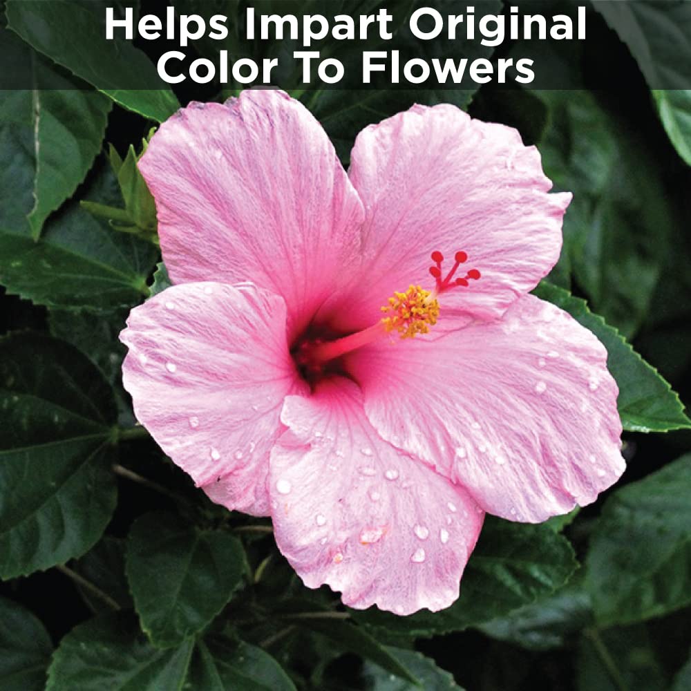 Hibiscus Flower Booster