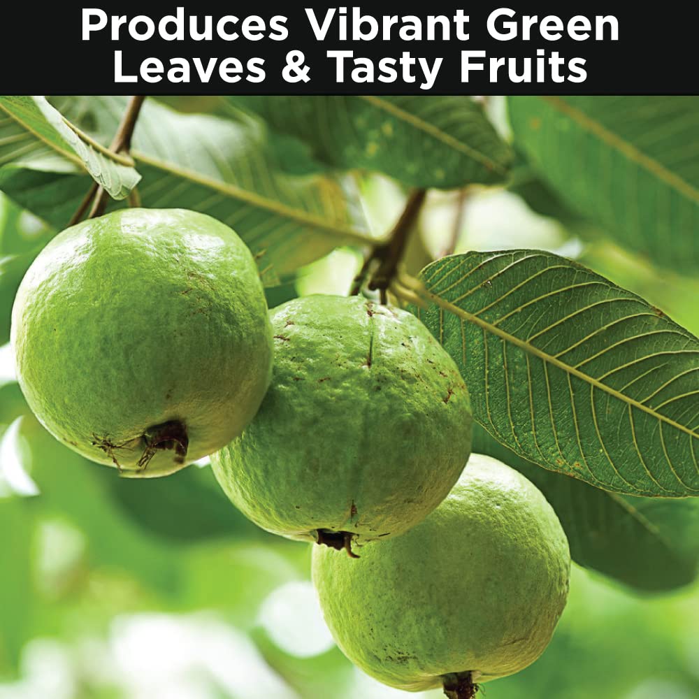 Guava Fertlizer