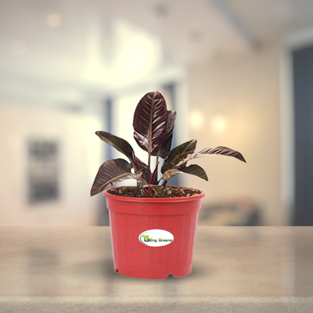 Philodendron Red Plant
