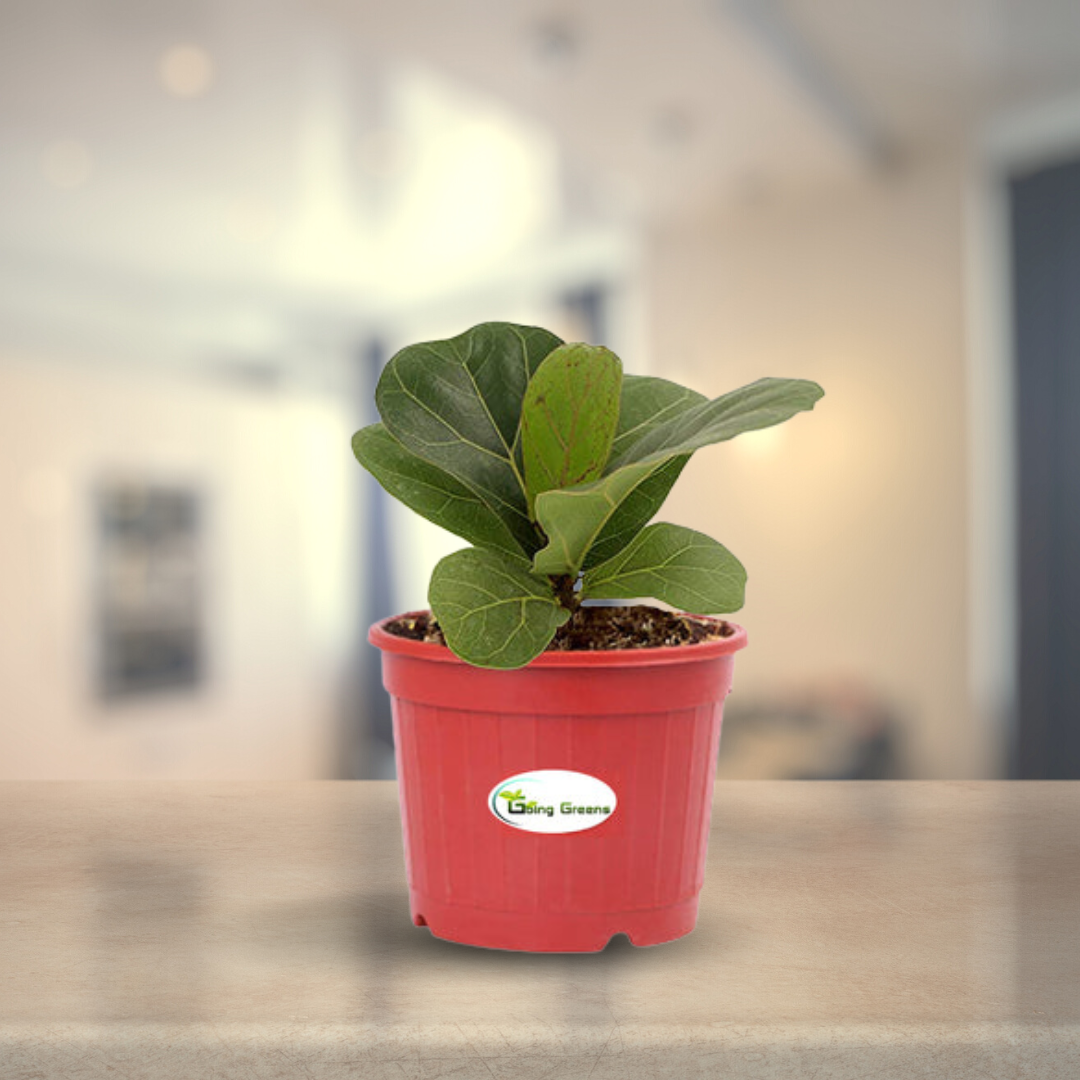 Fiddle Leaf Fig Plant, Ficus Layrata