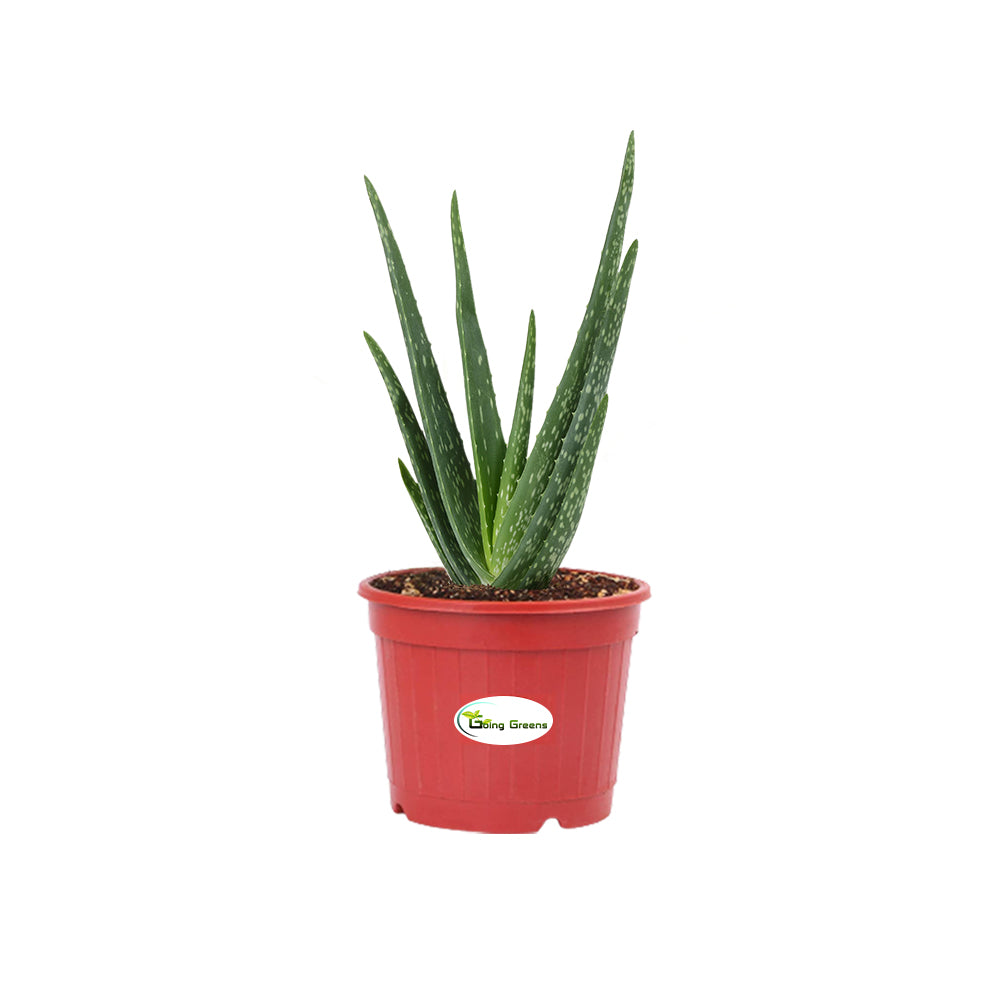 Aloe Vera Plant