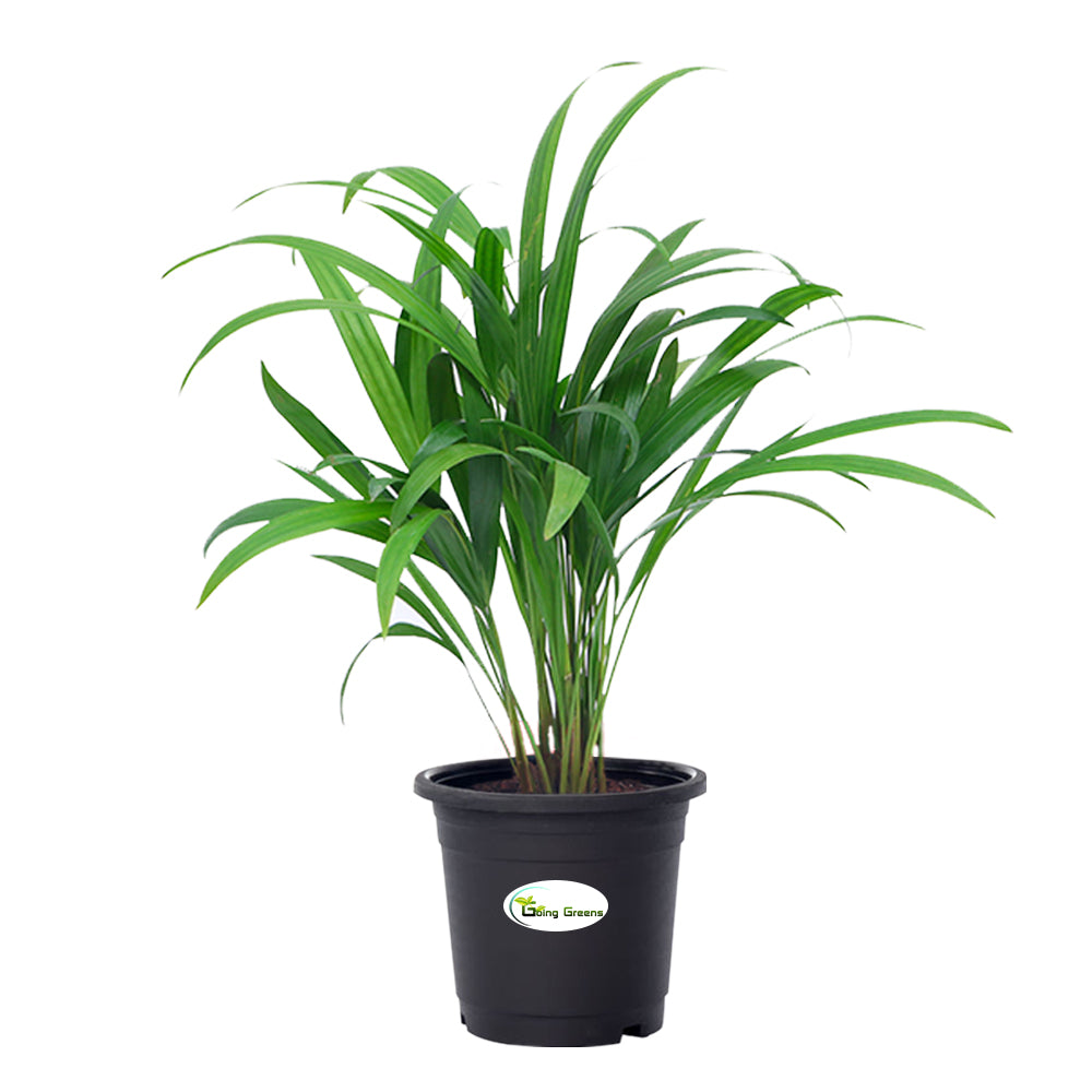 Areca Palm Plant