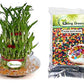  Combo of 3 Layers Lucky Bamboo Plant in Glass Pot & Multicolored Jelly Beads