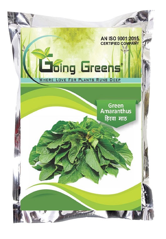 Hybrid Amaranthus Green Seeds