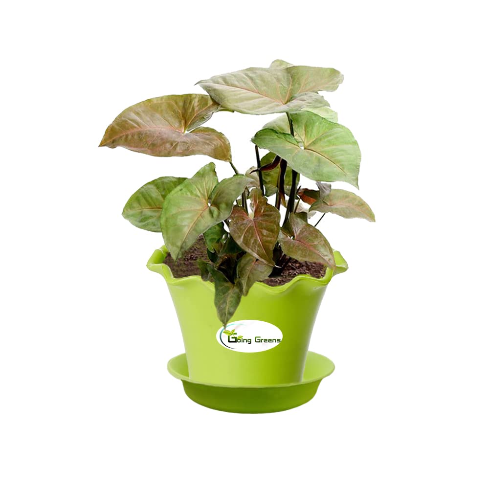 Syngonium Bronze Plant