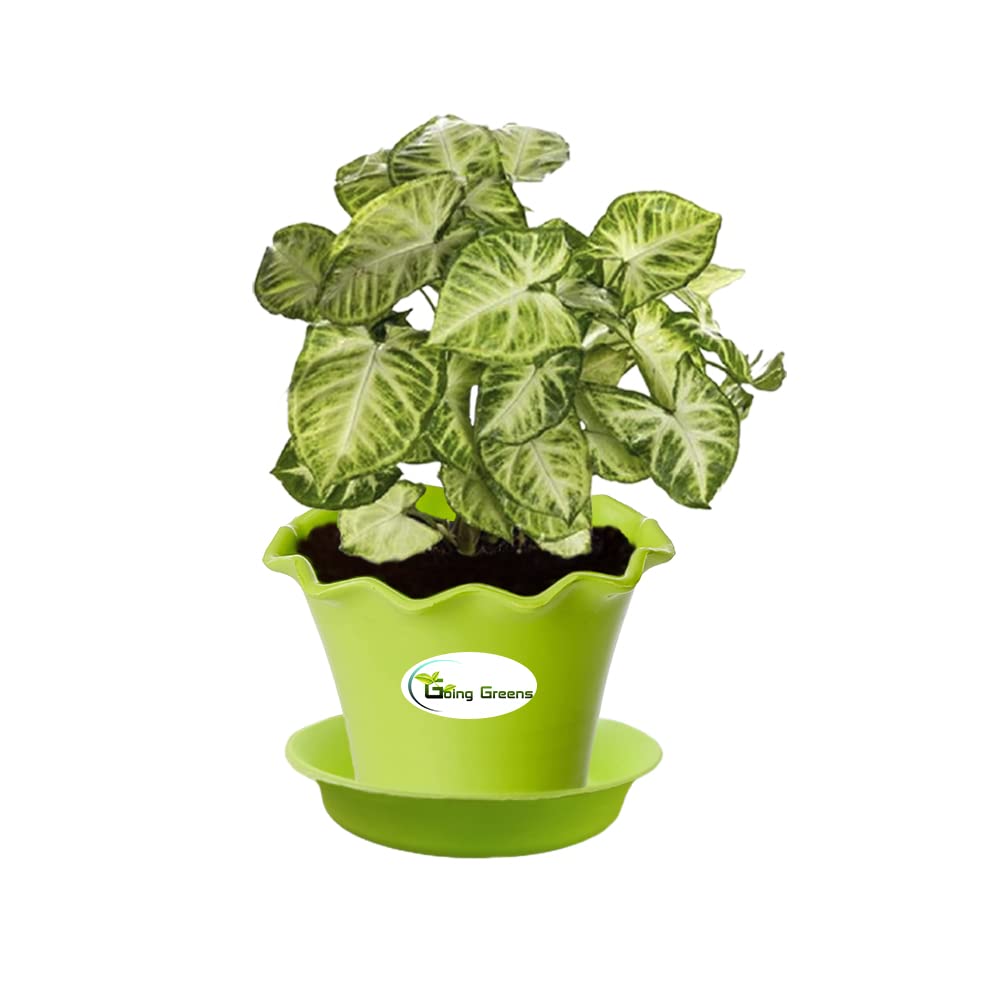 Syngonium Variegated Plant