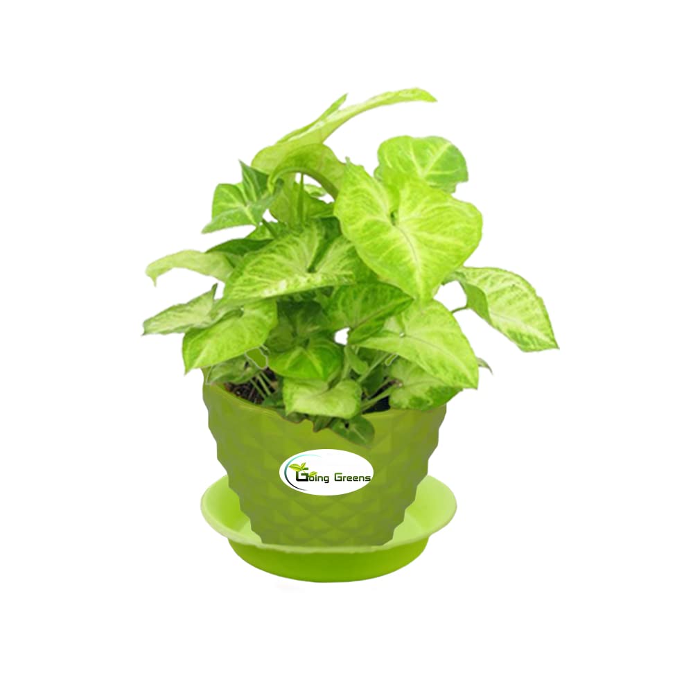 Syngonium Green Plant