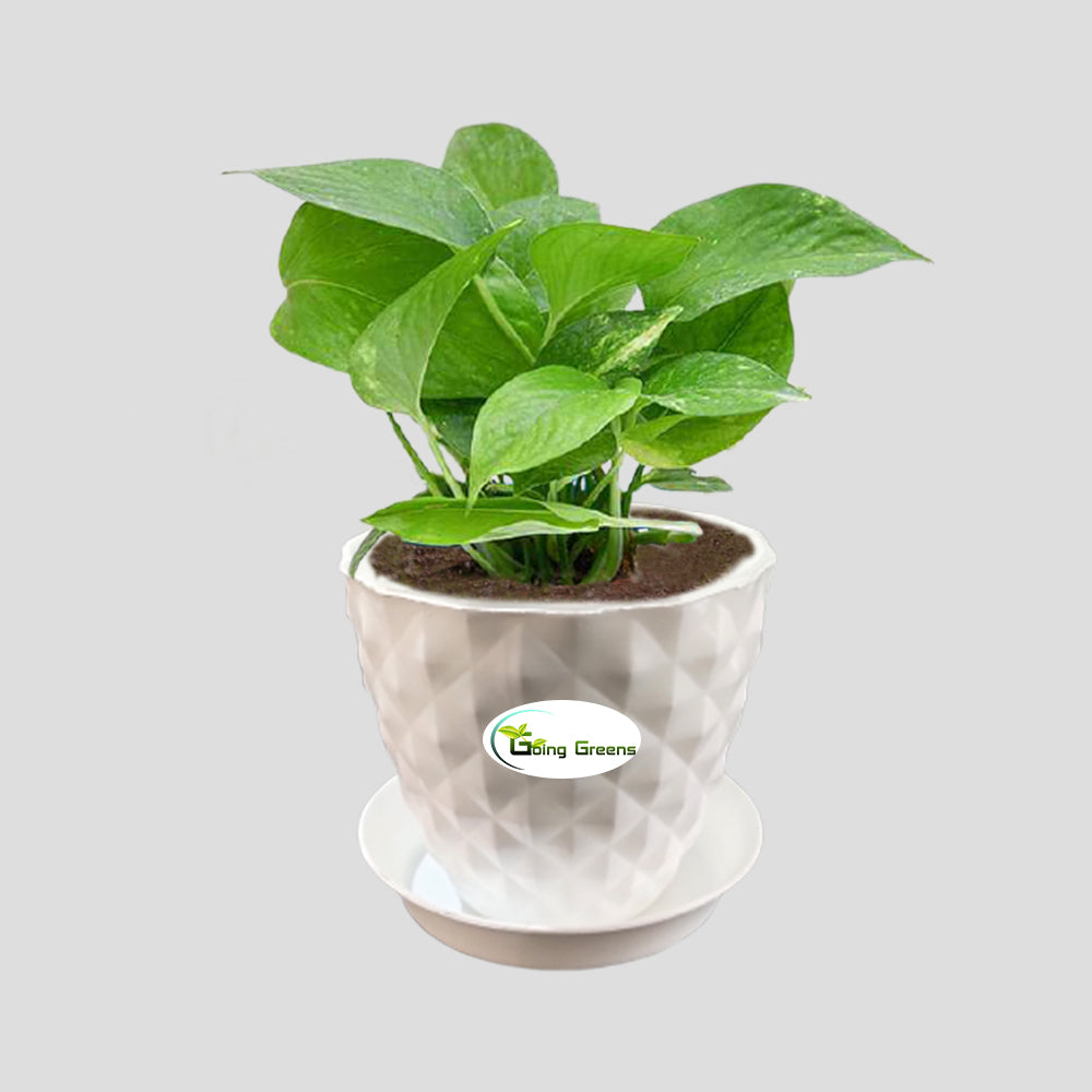 Money Plant Green, Pothos