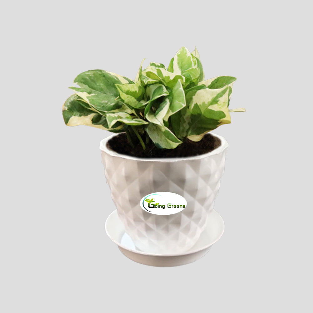 Money Plant White