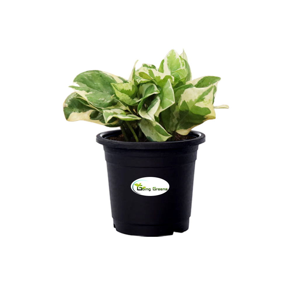 Money Plant White