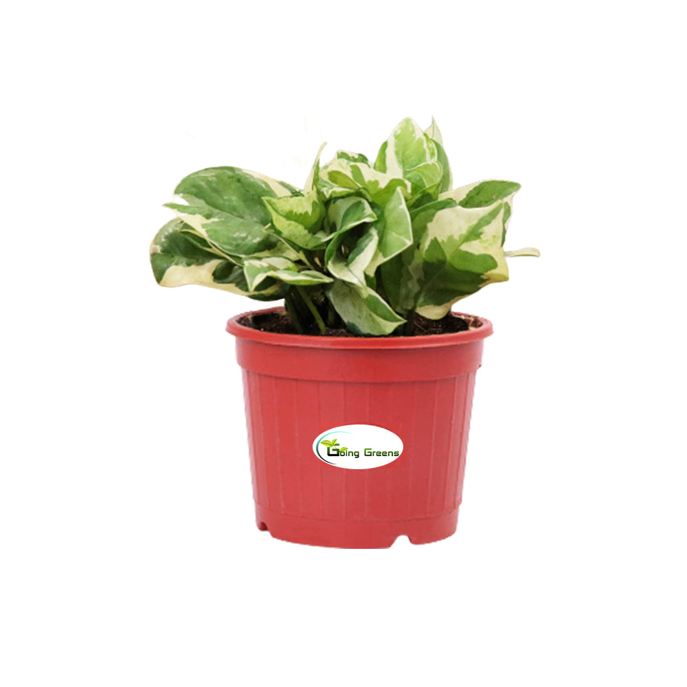 Money Plant White