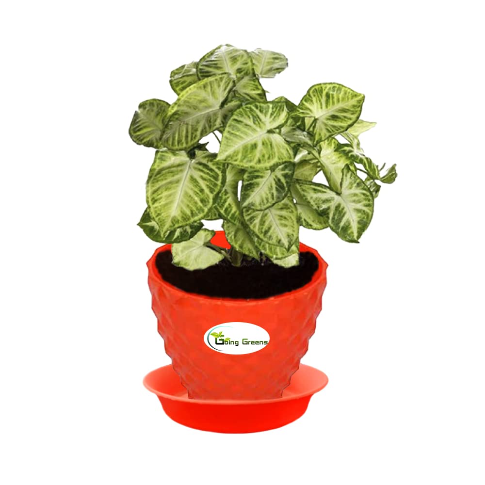 Syngonium Variegated Plant