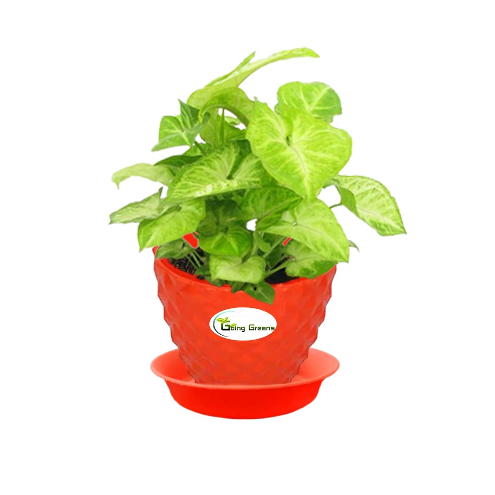 Syngonium Green Plant