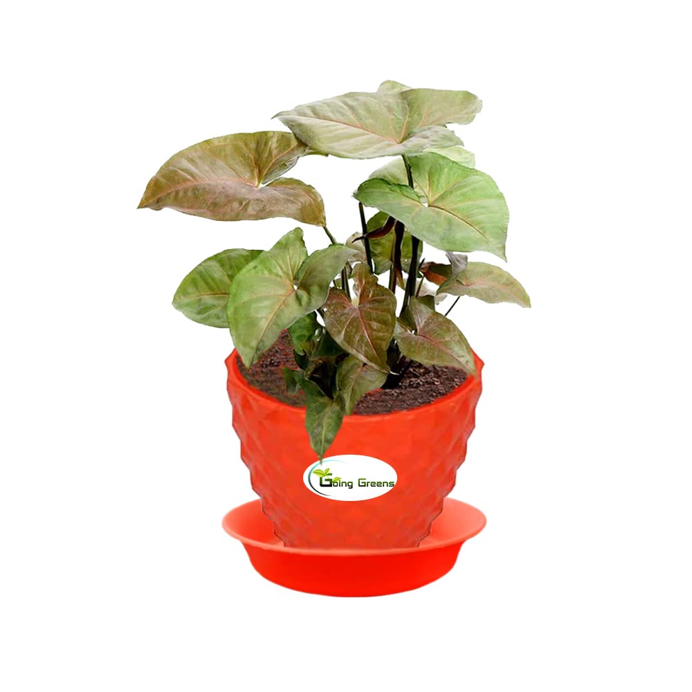 Syngonium Bronze Plant