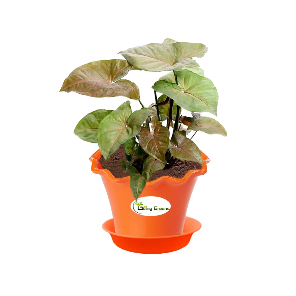 Syngonium Bronze Plant