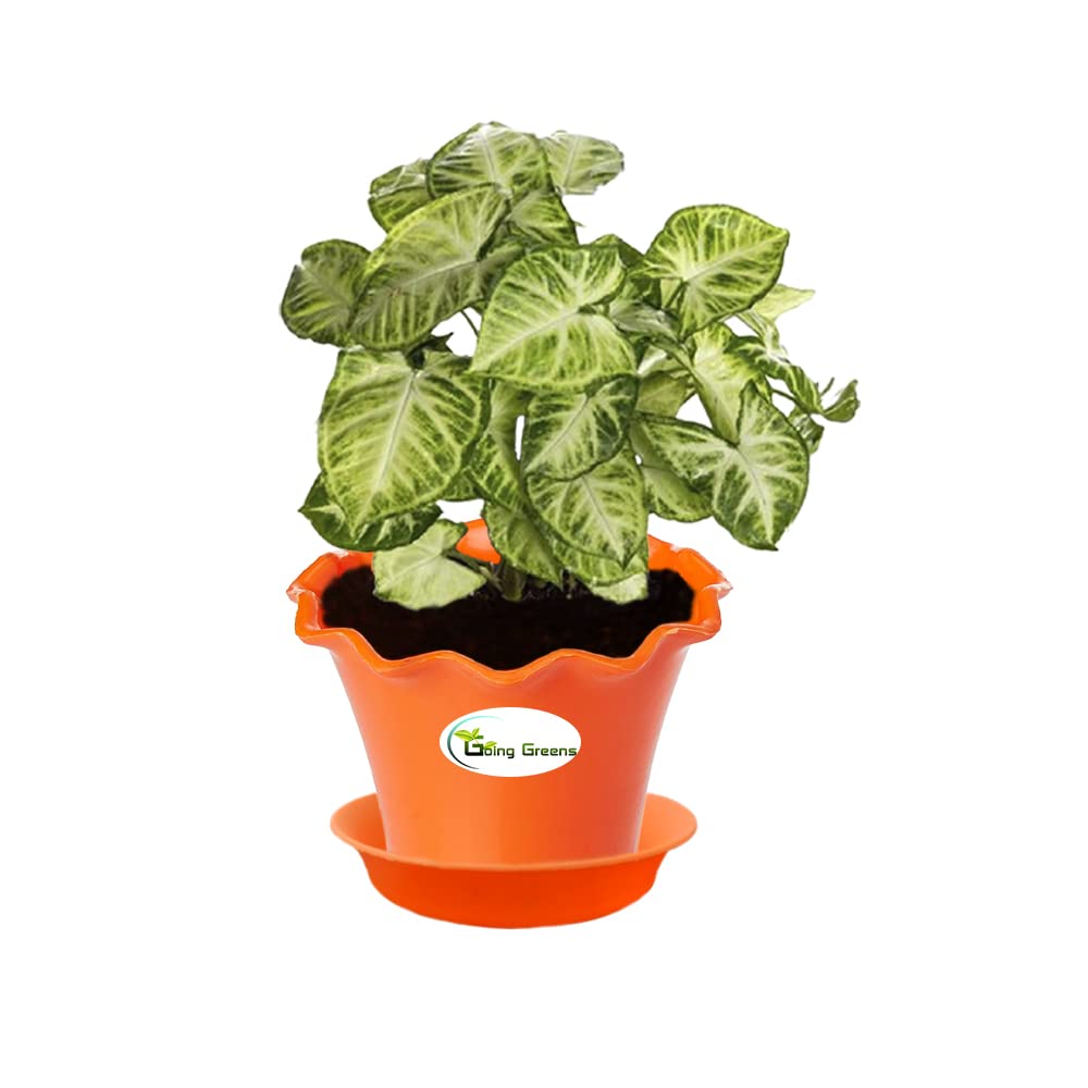 Syngonium Variegated Plant