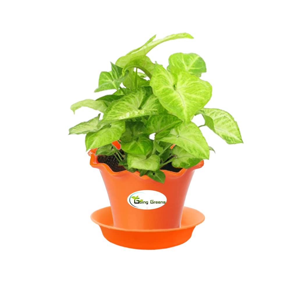 Syngonium Green Plant
