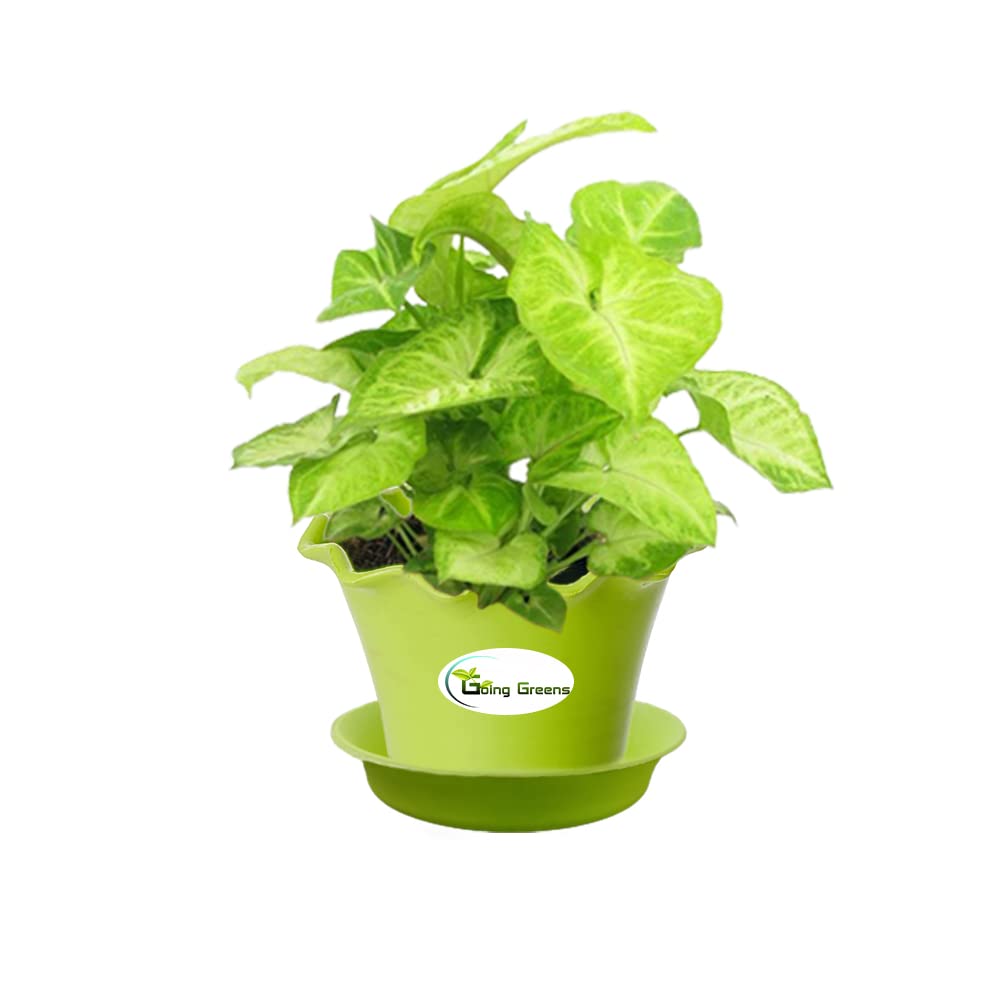 Syngonium Green Plant
