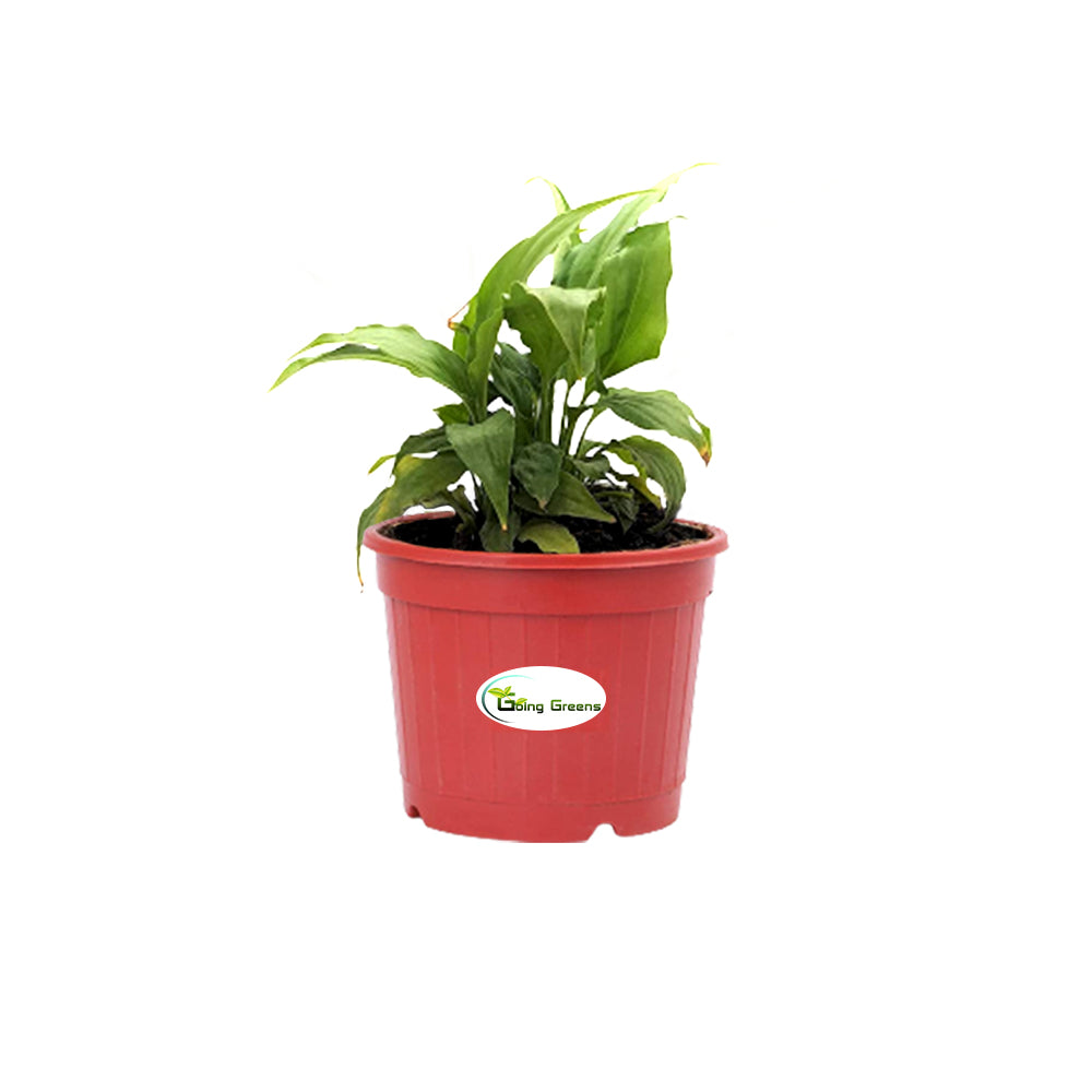 Peace Lily, Spathiphyllum Plant
