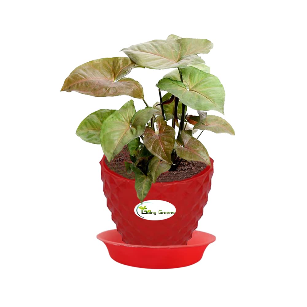 Syngonium Bronze Plant