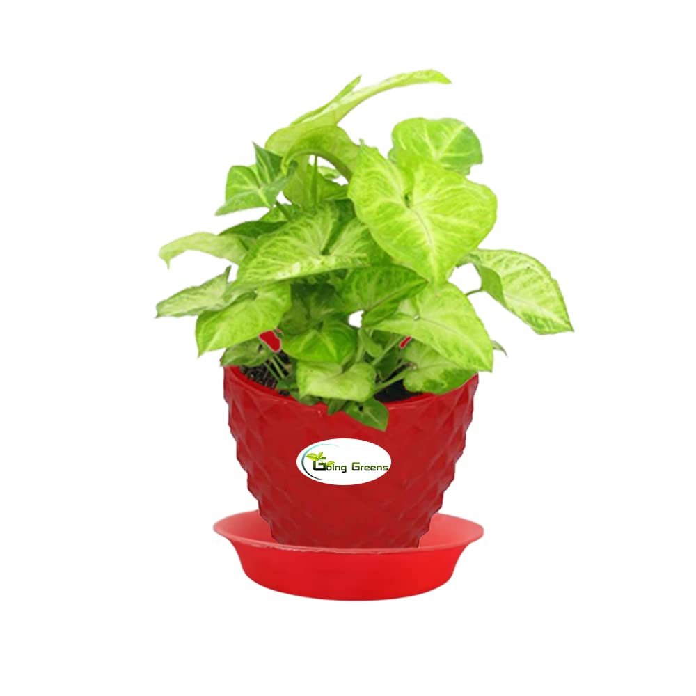Syngonium Green Plant