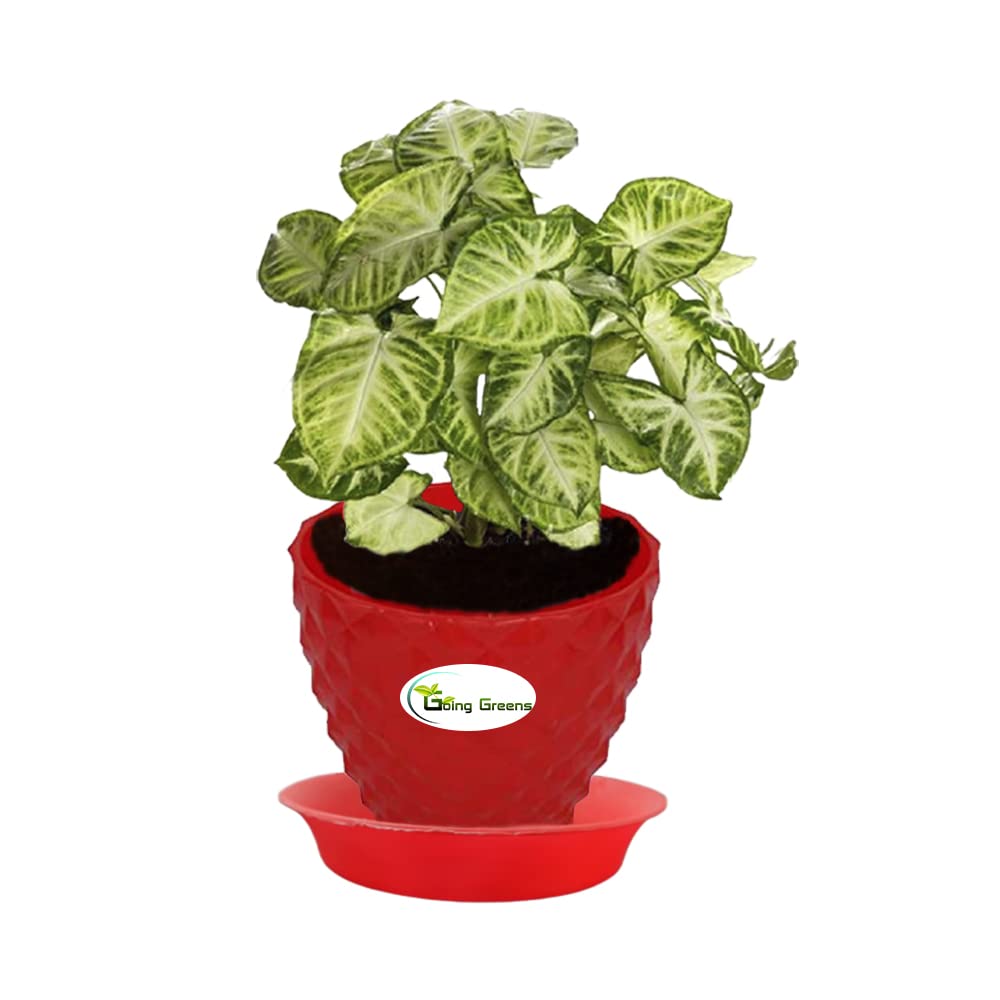 Syngonium Variegated Plant