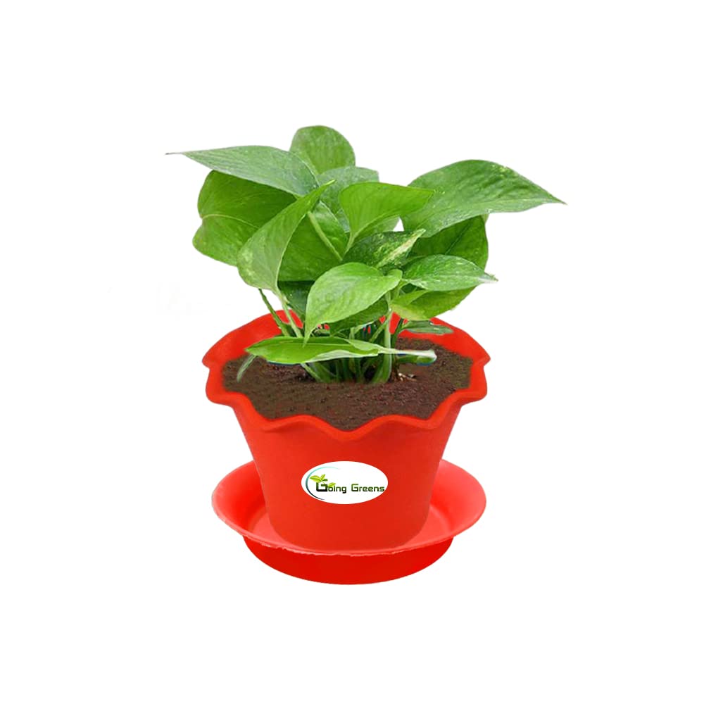 Money Plant Green, Pothos