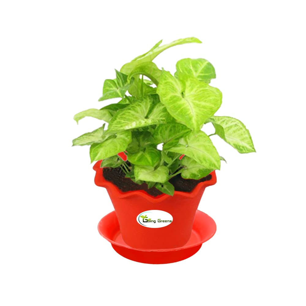 Syngonium Green Plant