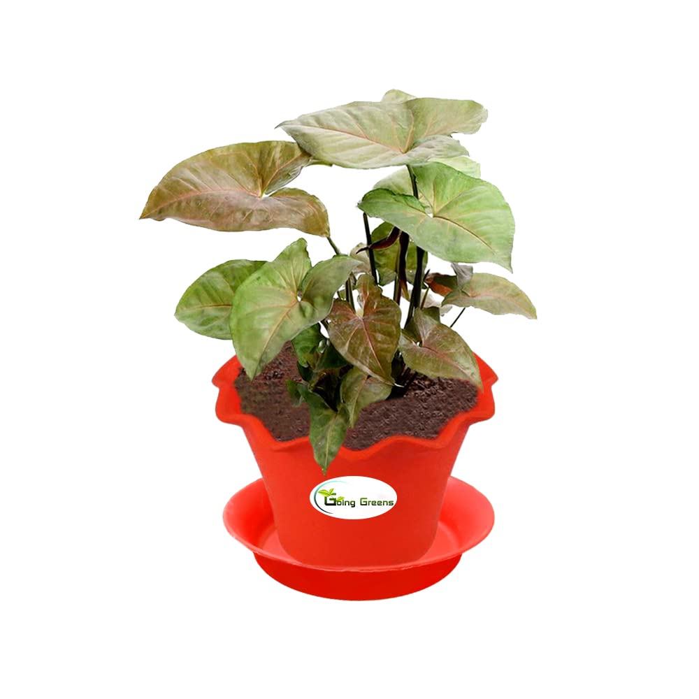 Syngonium Bronze Plant
