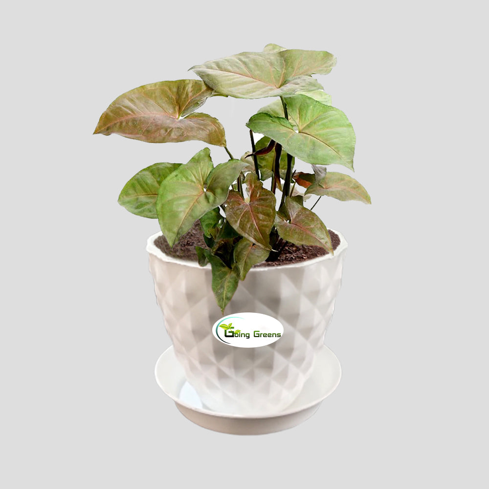 Syngonium Bronze Plant