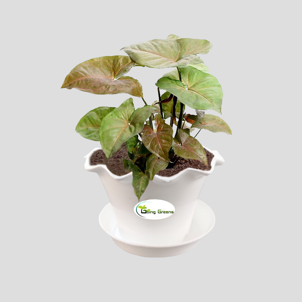 Syngonium Bronze Plant