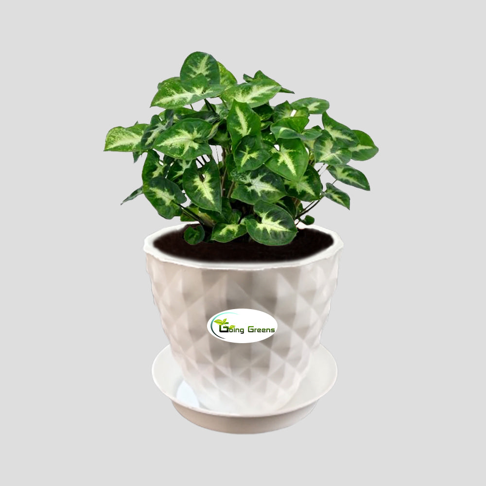Syngonium Mini Pixie Plant