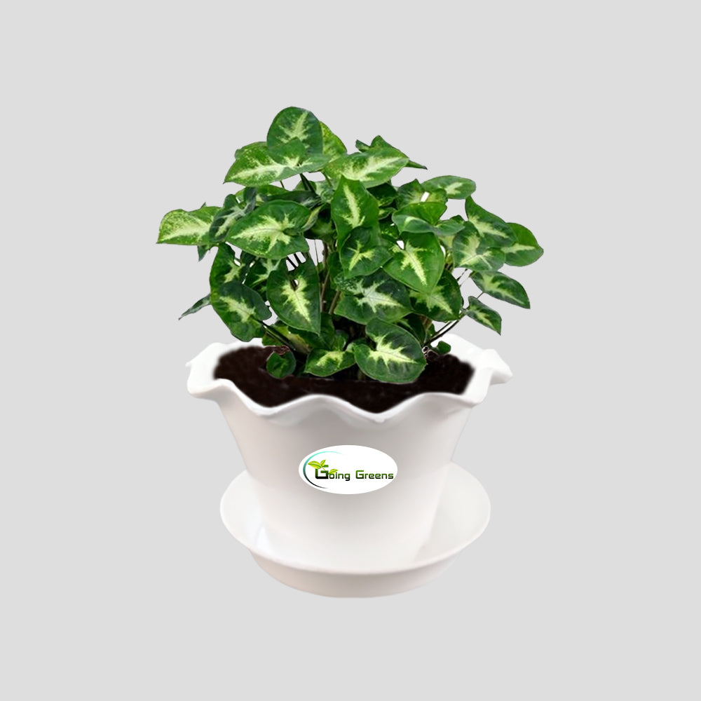 Syngonium Mini Pixie Plant