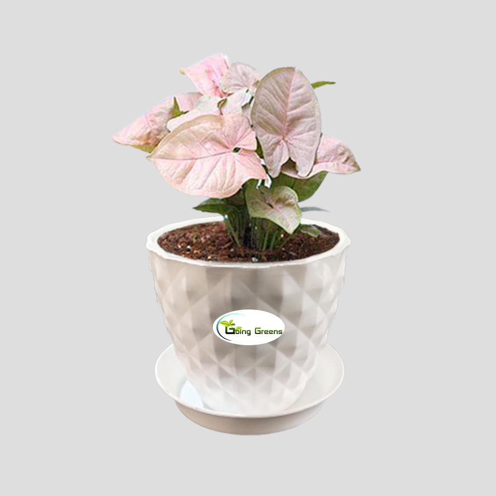 Syngonium Pink Plant