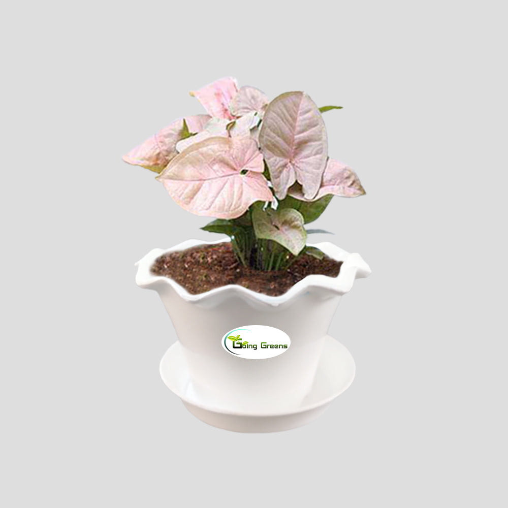 Syngonium Pink Plant