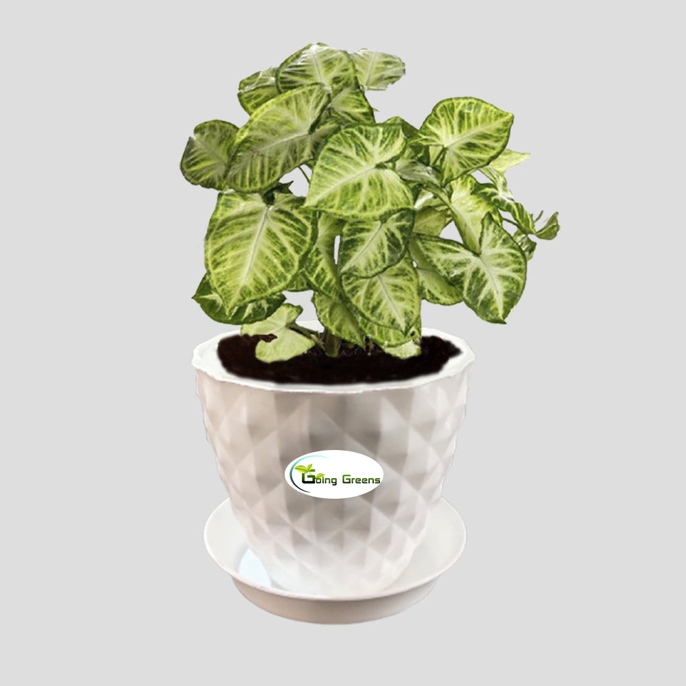 Syngonium Variegated Plant
