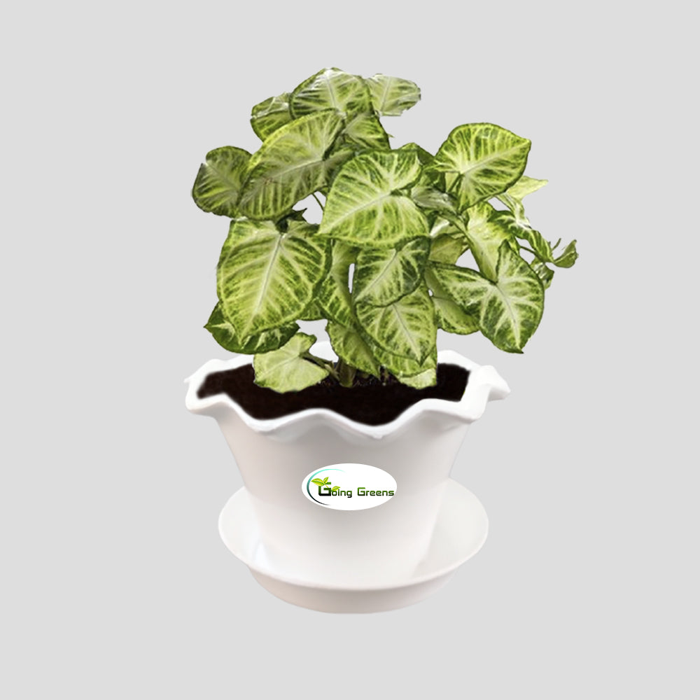 Syngonium Variegated Plant