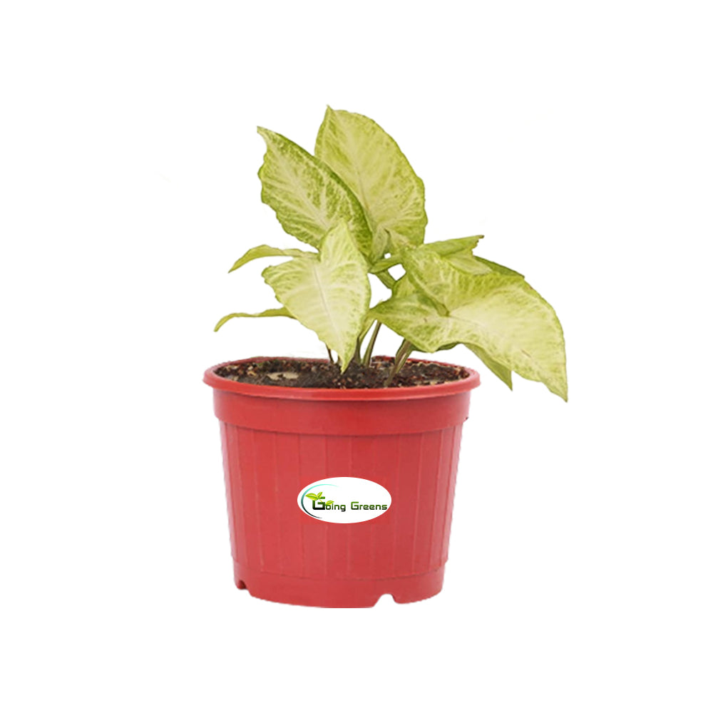 Syngonium White Plant