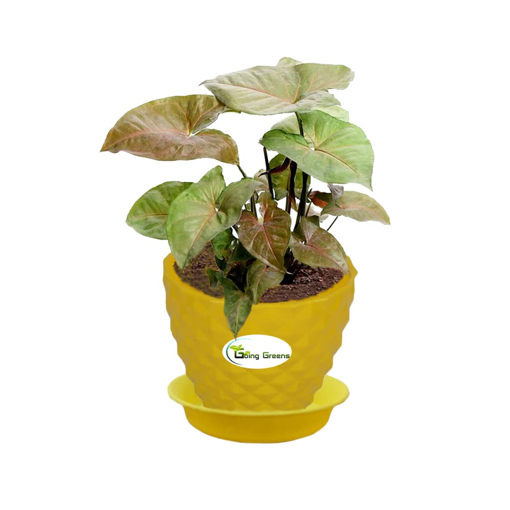 Syngonium Bronze Plant