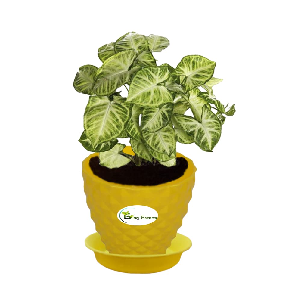 Syngonium Variegated Plant