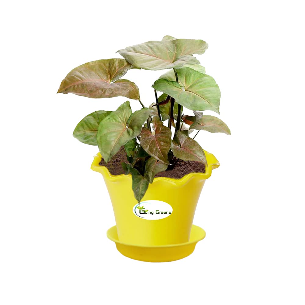Syngonium Bronze Plant