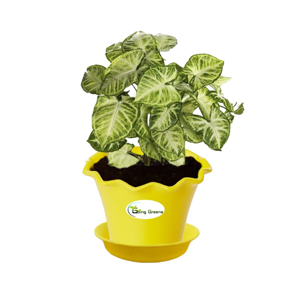 Syngonium Variegated Plant