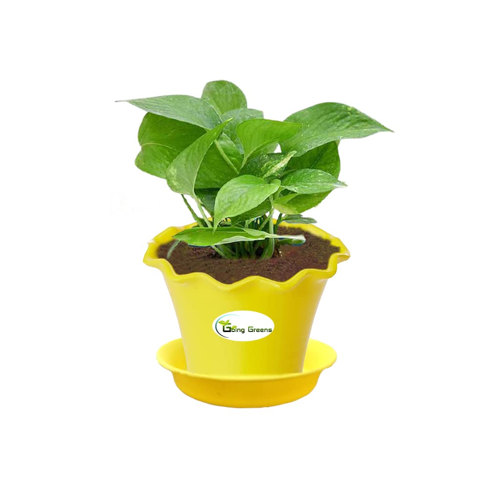 Money Plant Green, Pothos