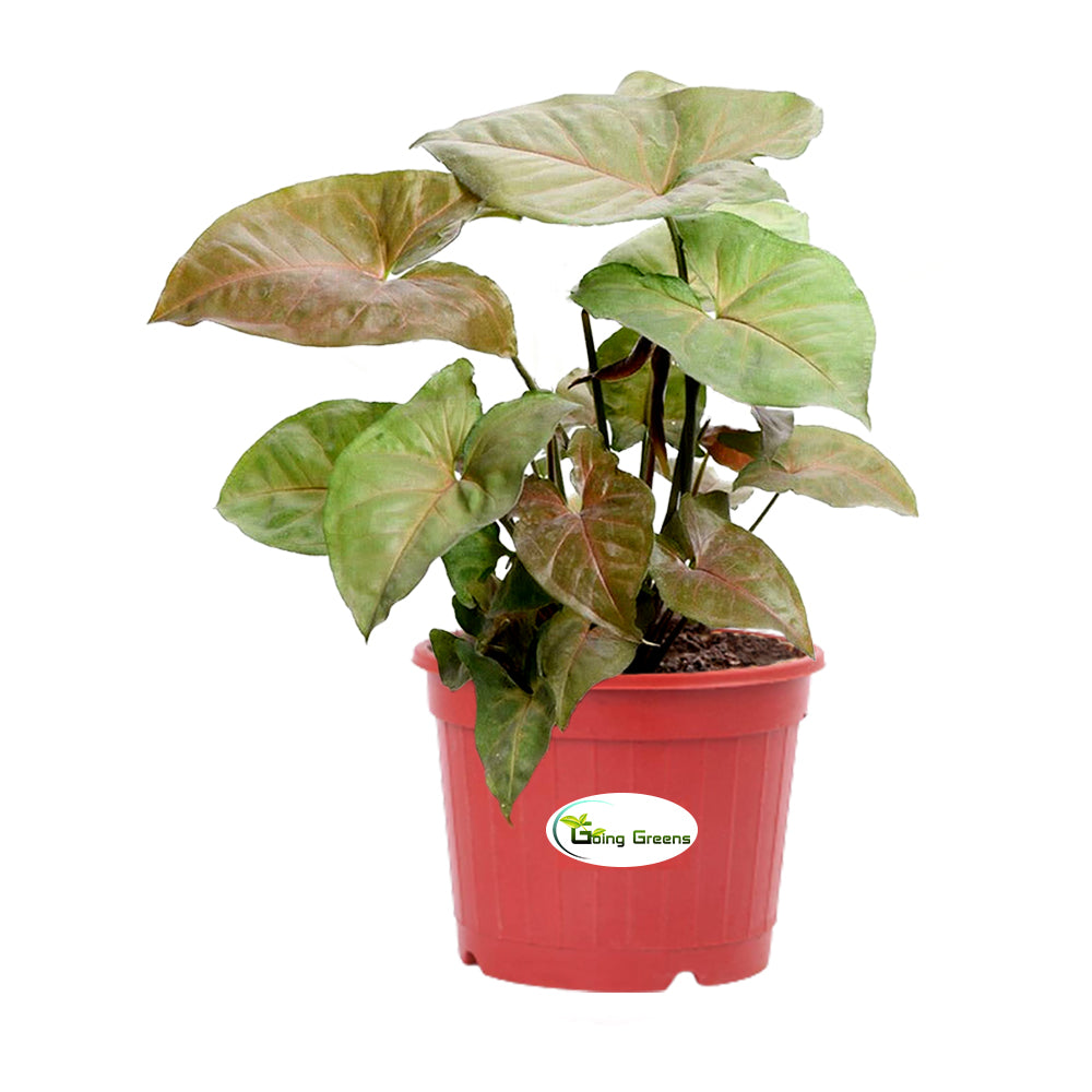 Syngonium Bronze Plant