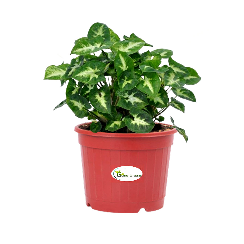 Syngonium Mini Pixie Plant
