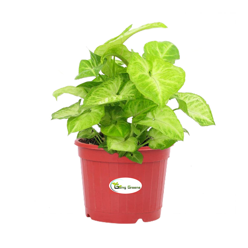 Syngonium Green Plant