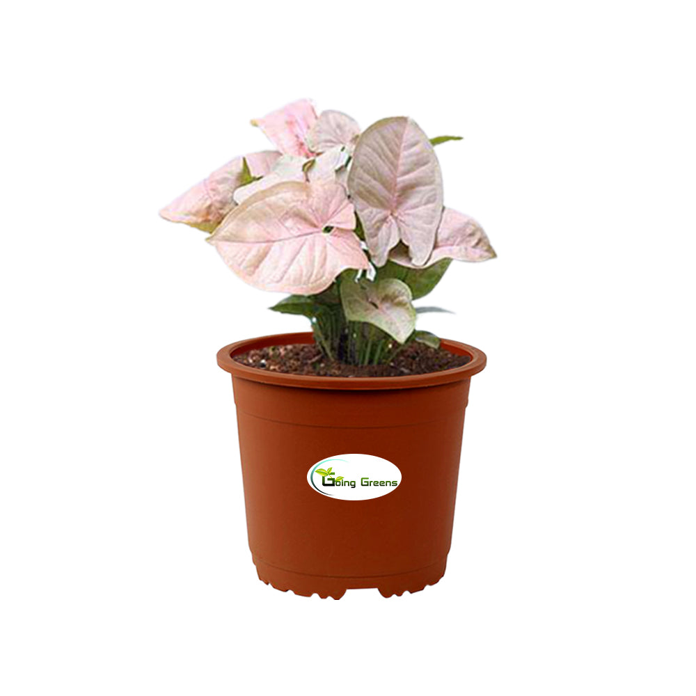 Syngonium Pink Plant