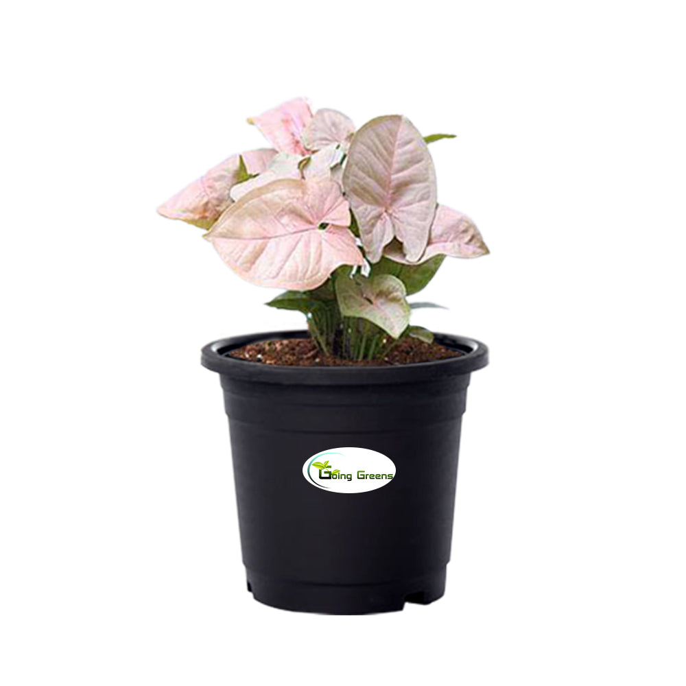 Syngonium Pink Plant